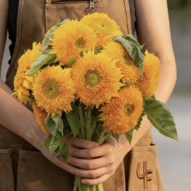 Goldie, (F1) Sunflower Seeds